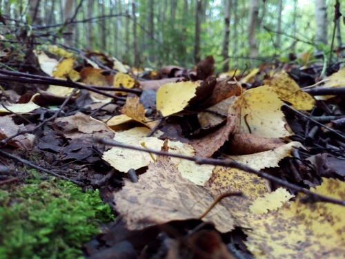 Прогноз погоды в Перми на выходные 11-12 октября